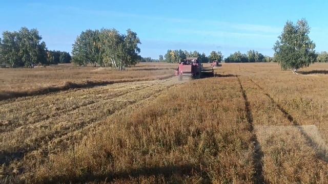 Уборочная 2023! Вышли на лëн. #сельскоехозяйство #комбайнеры #палессе #палессе #gs12