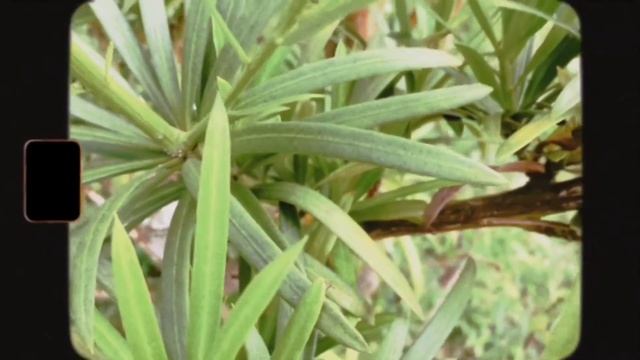 Manduto Cafe Birthday Vlog ft. gel смотреть онлайн