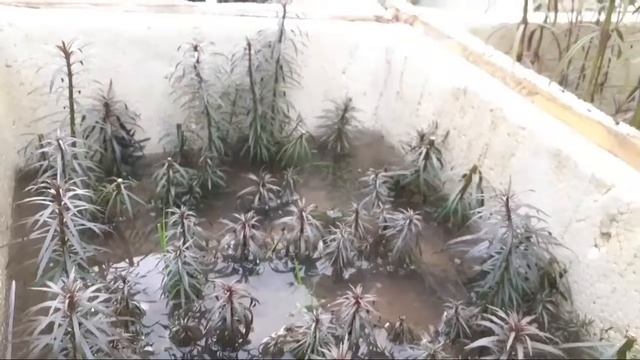 Limnophila varian aquatic plants from sahabat fish farm batulicin смотреть онлайн