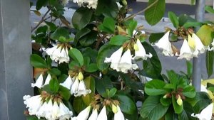 Beaumontia grandiflora