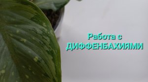 306. Цветы. Работаем с диффенбахиями.