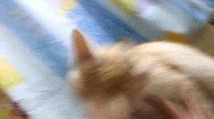 Супер рыжик