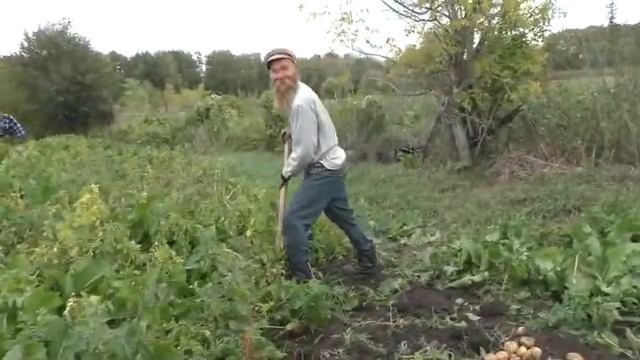 Картофель среди дебрей из хрена. 08. 09. 2022