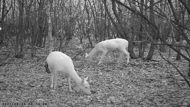 Fotopułapka HC-300M - DWA DANIELE ALBINOSY! смотреть онлайн
