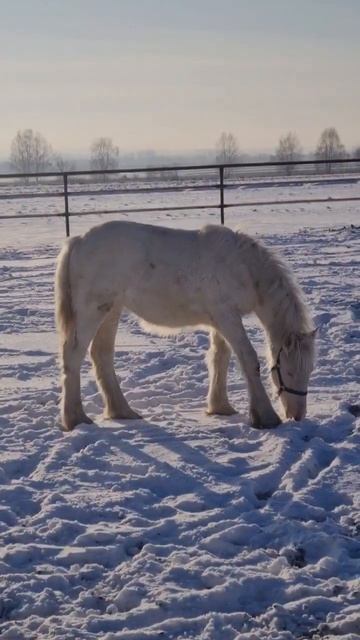 Cremello filly gypsy-irish cob (tinker) смотреть онлайн