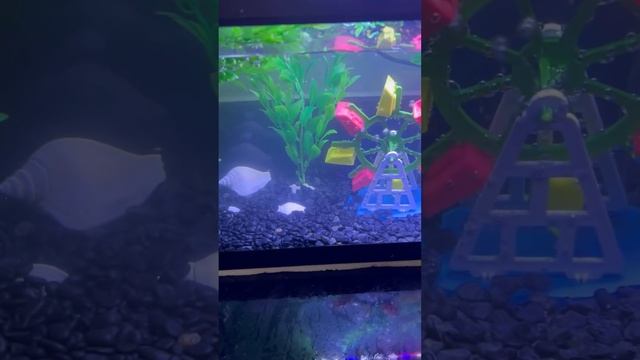 Пересаживаем рыбу, которую купили на ярмарке в Тайланде в большой аквариум смотреть онлайн