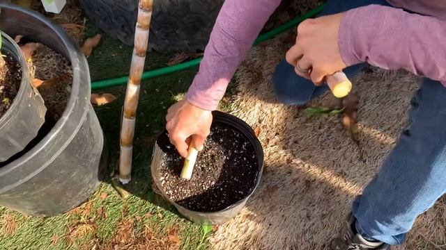 How to propagate Sugar Cane
