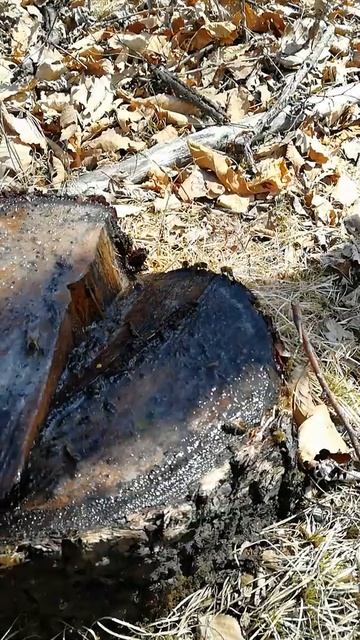 Падевый мёд. смотреть онлайн