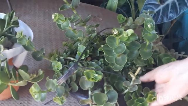 FALANDO DE TRANÇA DE CIGANA OU SENECIO смотреть онлайн