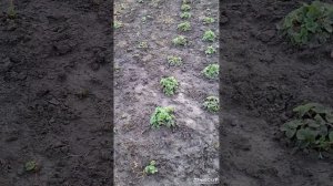 Матаня. Жизнь на Кубани.