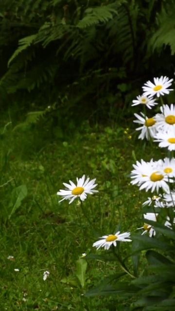 Natural Beauty 💗💗|Greenland смотреть онлайн