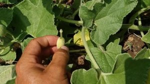 Crazy Squirting Cucumber (Ecbalium elaterium)