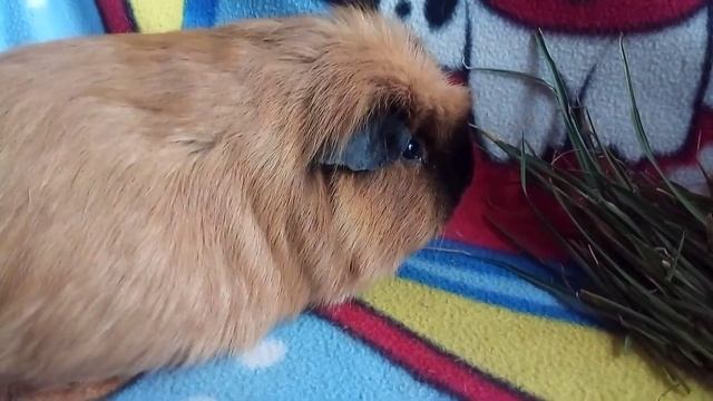 морская свинка Диана в положении смотреть онлайн