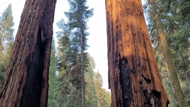 Raging California wildfires has surrounded the giant sequoia trees at Sequoia National Park смотреть онлайн