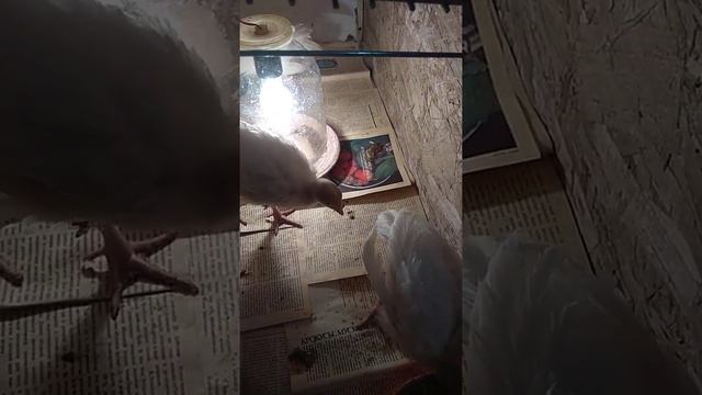 Индюшата породы Белая Широкогрудая, зимний вывод! смотреть онлайн