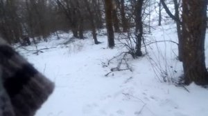 Охота на лису перехватом 2024 январ суровый.