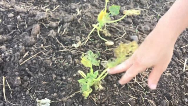 Dealing with cucumber beetles - sticky technique смотреть онлайн