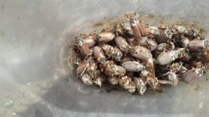 Как избавиться от хробака, хруща.