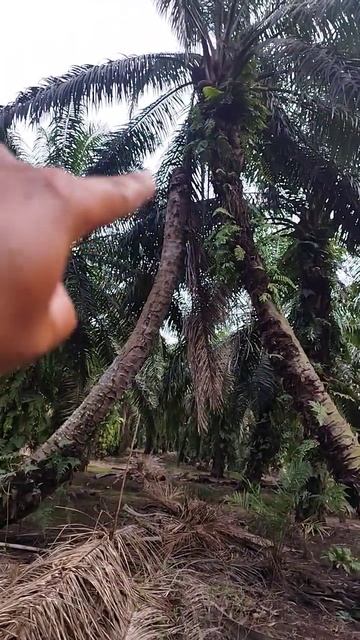 👍👍unik !!! sarang burung di dua pohon saling menempel membentuk seperti ujung menara, смотреть онлайн