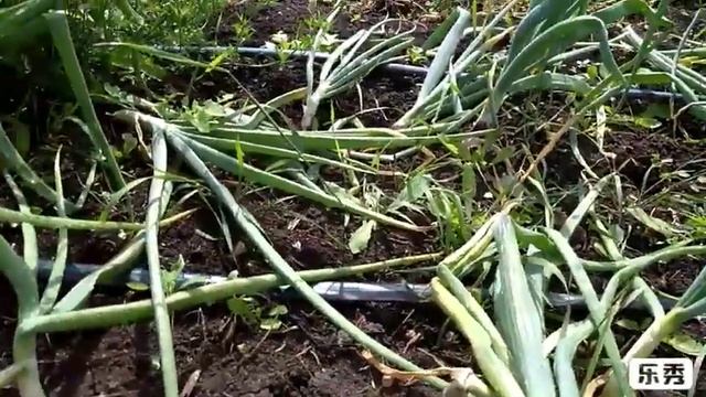 Лук рассадой. Результат обрадовал! А вы выращиваете лук рассадой? смотреть онлайн