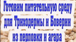 Приготовление питательной среды для боверии и триходермы на перловой крупе и агаре