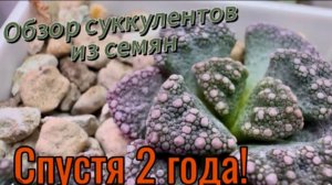 ВСЯ моя коллекция растений 🌵Кактусы и суккуленты☀️