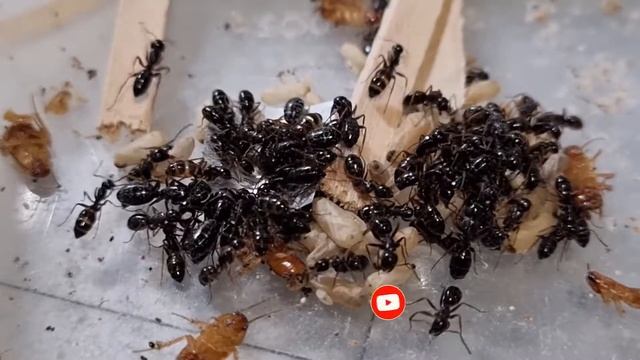 🐜 Camponotus fallax - Koniec Letniej Hibernacji смотреть онлайн