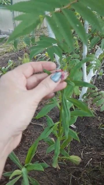 Сухоцвет реально сухой цветок 😂 смотреть онлайн