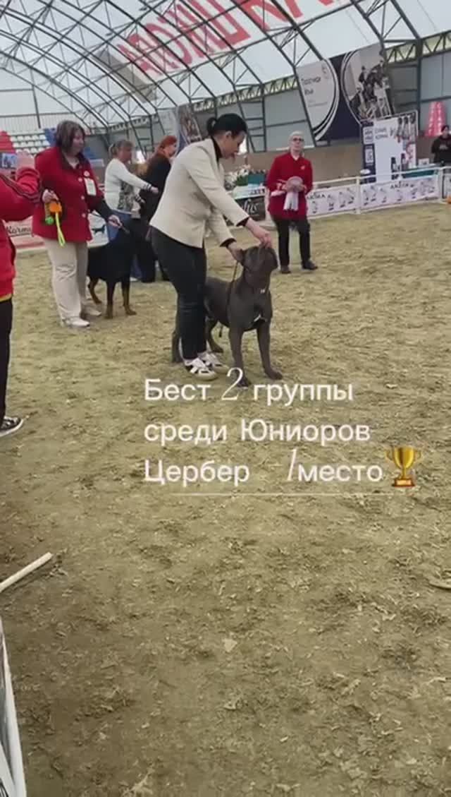 Итальянский Кане-корсо ЦЕРБЕР ВЫСТАВКА РКФ 22.03.25 в большой конкуренции