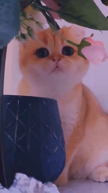 Британская золотая шиншилла смотреть онлайн