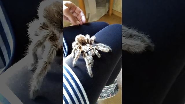 Питомцы разные но каждый хочет ласки