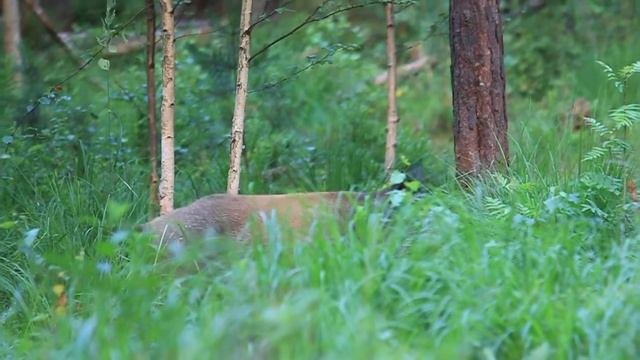 Wild boars in Alutaguse