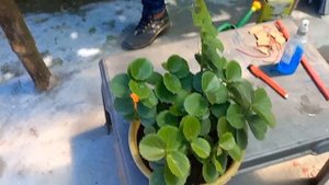 Arabian wax plant/ Cissus Rotundifolia