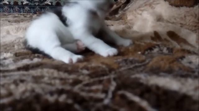 Котёнку Ваське 1 месяц.  Кошки Малышка и  Мурка. #cat  #кот #кошки смотреть онлайн