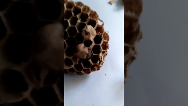 ЗАГАДКИ. Где ОСИНАЯ МАТКА? смотреть онлайн