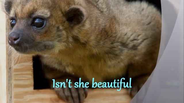 Lillian the kinkajou by Our Zoo To You смотреть онлайн