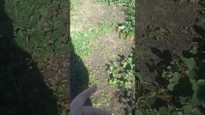 виктория ремонтантная