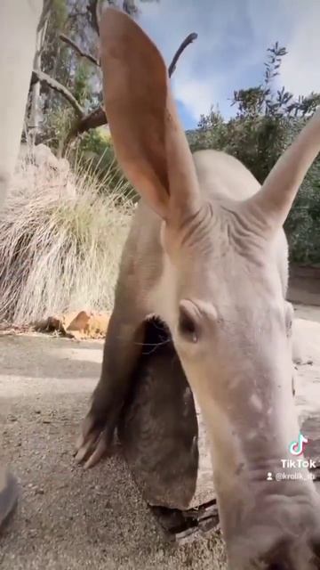 Самые необычные та интересные животные планеты 🦥🐘#животные #планета #природа #интересныефакты #топ