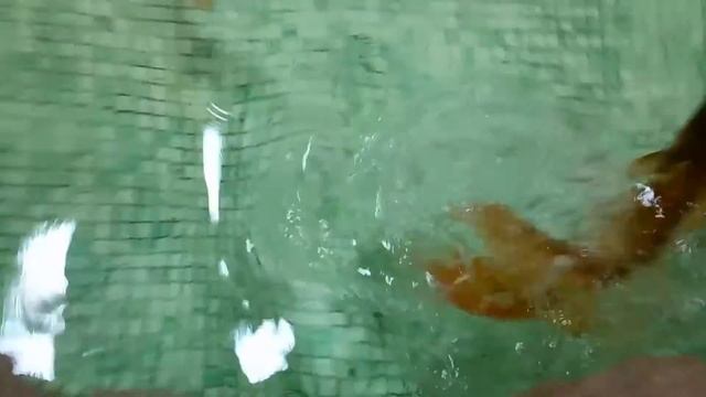 FISH vs FINGER. Рыба vs Палец