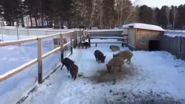 Детсад кабанов 1 смотреть онлайн