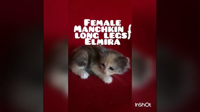 InShot 20170901 115314068 смотреть онлайн