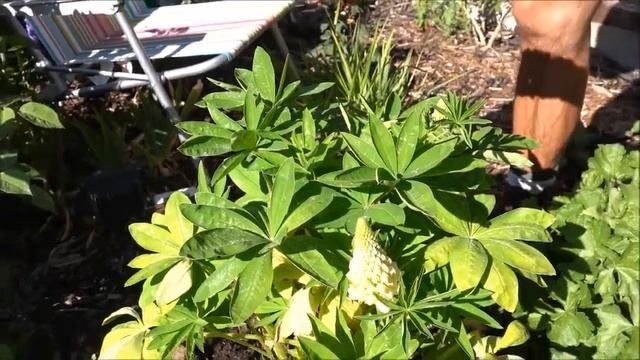 All you need to know about Lupins! - Detailed guide on care & pruning. Gardening with Doug (EP1)