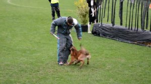 Мондьоринг. FCI MONDIORING WORLD CHAMPIONSHIP 2021