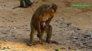 most scare Libby ! Libby run fast grab LEO escape from big monkey from Amber group