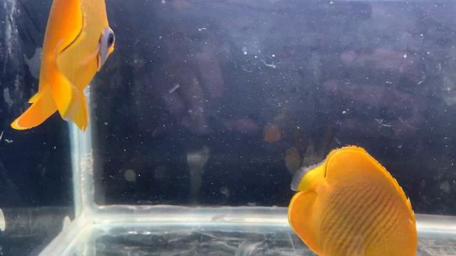 bluecheek butterflyfish (Chaetodon semilarvatus) смотреть онлайн