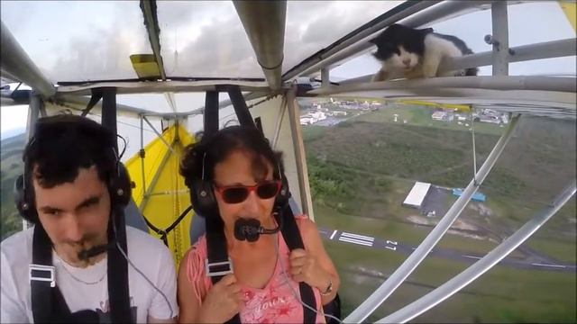 Уберите кота перед полётом | Животные | Remove Cat Before Flight 2015!!!!!