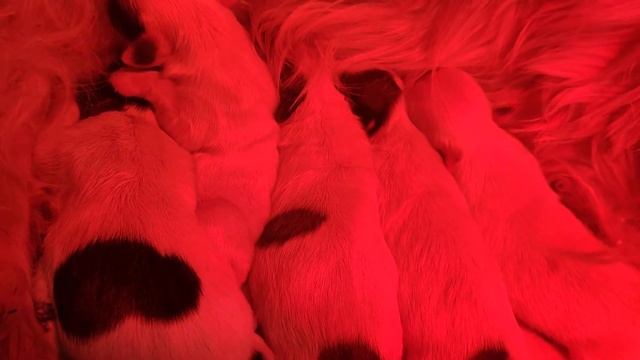 Ши-тцу ❤️ Новогодние подарочки.#kingdomisinroksolanakh #рождениешитцу смотреть онлайн