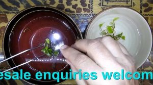 How to prepare Lagenandra meeboldii red round for planting - from TC culture cup