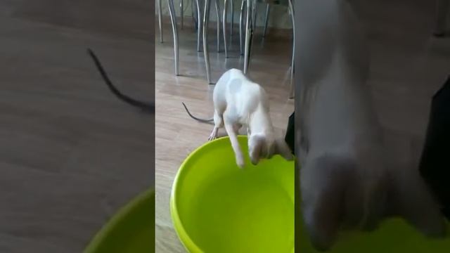 Кот полоскун смотреть онлайн