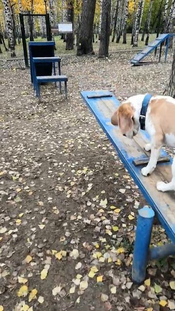 Бигль. Преодоление страха. Ч. 2